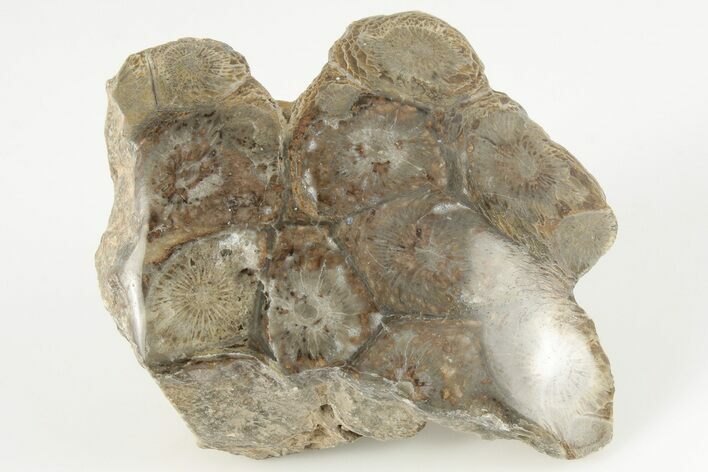 2.8" Polished Fossil Coral (Actinocyathus) Head - Morocco